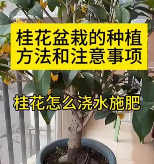 桂花盆栽应该使用哪种土壤？