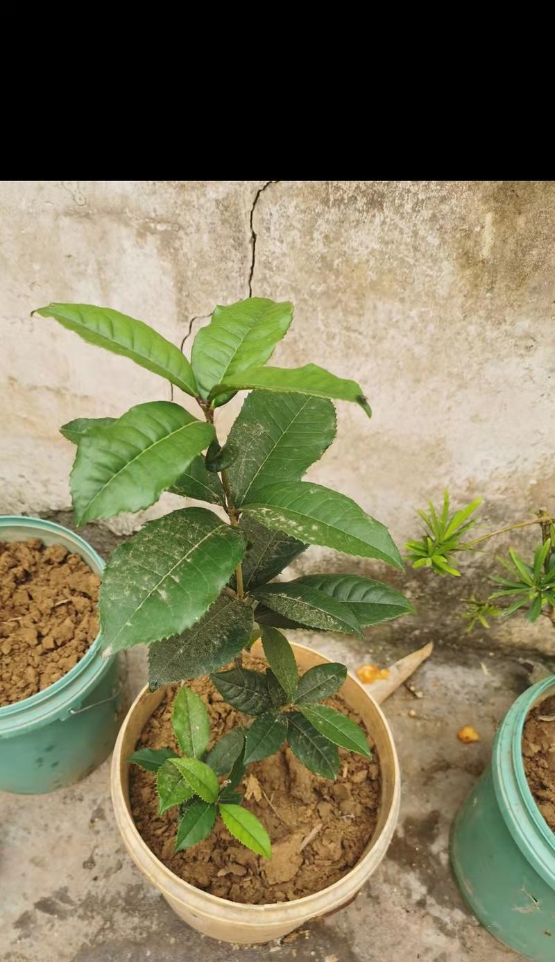 桂花盆栽应该使用哪种土壤？