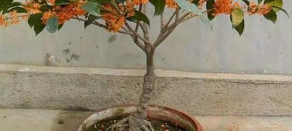 桂花盆栽应该使用哪种土壤？