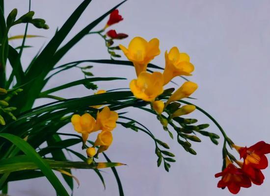 冬季适合养哪些花卉？冬季花卉养护要点是什么？