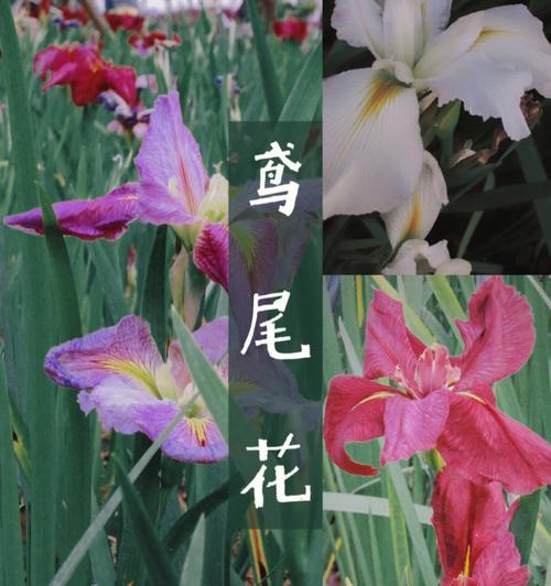 鸢尾花有什么作用？鸢尾花在园艺和文化中的地位是什么？