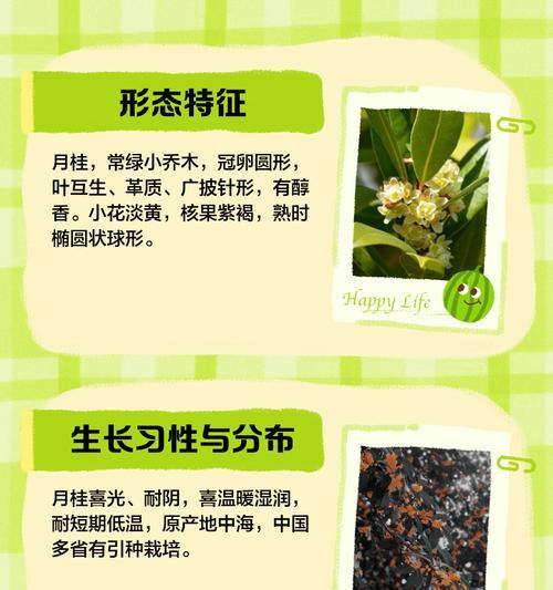 月桂树的养殖技巧和常见问题解答？