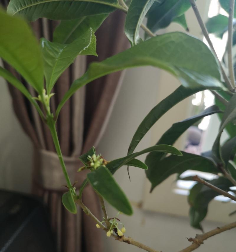 月桂树的养殖技巧和常见问题解答？