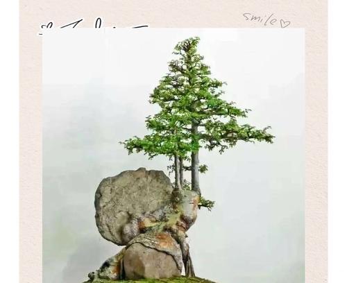 哪种榆树适合制作盆景？盆景榆树的养护技巧是什么？