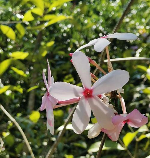 什么花木适合庭院种植？花木的养护技巧有哪些？