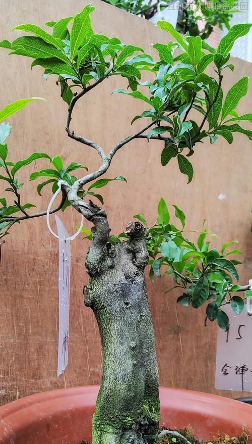 什么花木适合庭院种植？花木的养护技巧有哪些？