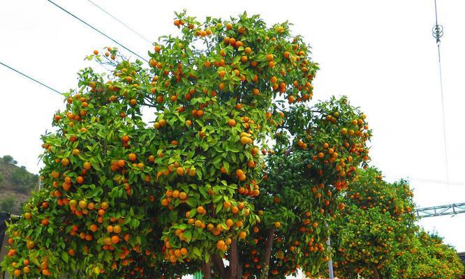 什么花木适合庭院种植？花木的养护技巧有哪些？