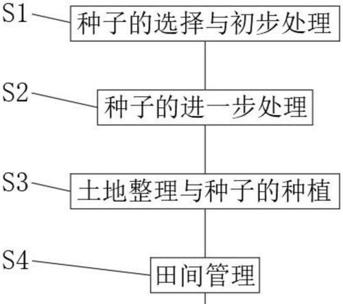 种子种植的步骤和技巧是什么？