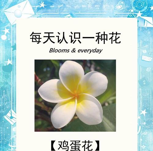 鸡蛋花还有哪些别名？它们的含义是什么？