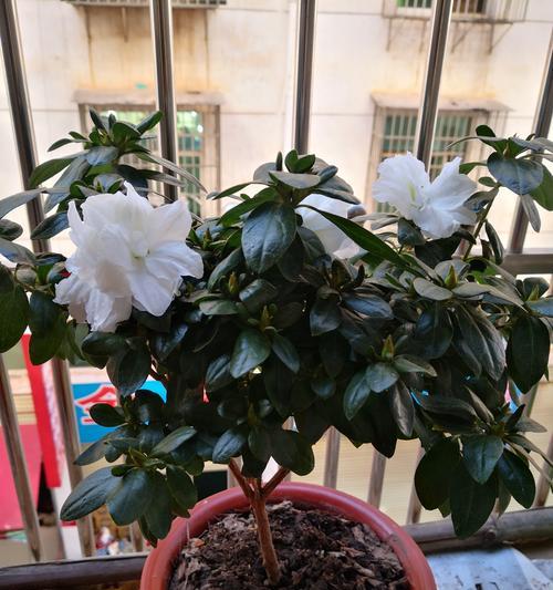 阳台适合种植哪些花卉？阳台花卉养护技巧有哪些？