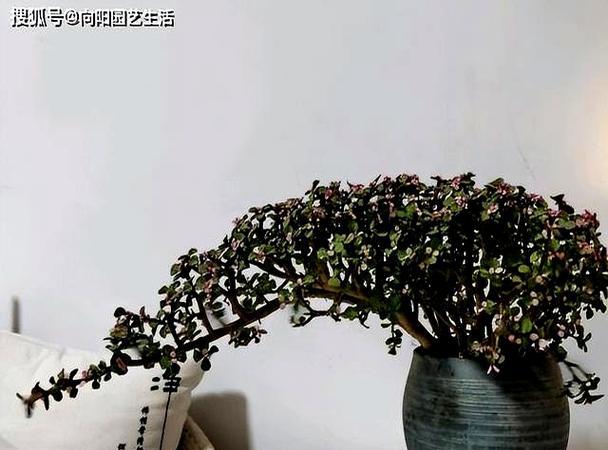 金枝玉叶烂根的处理方法是什么？