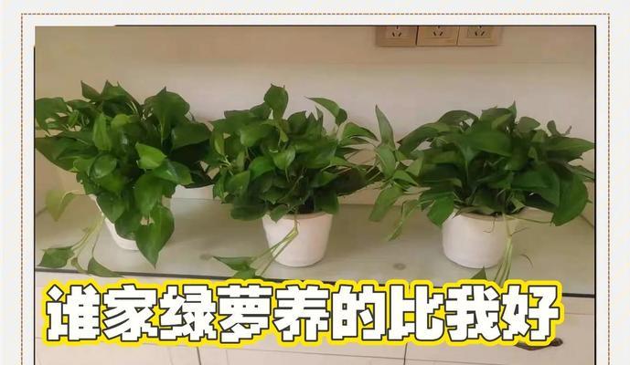 绿萝浇水的最佳时间和方法是什么？