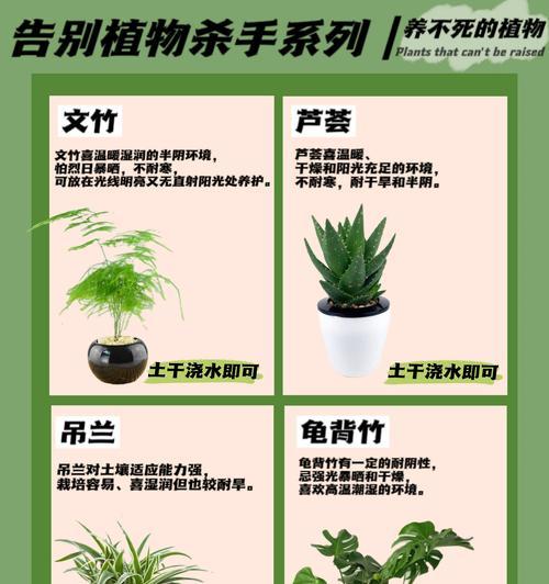 绿萝浇水的最佳时间和方法是什么？