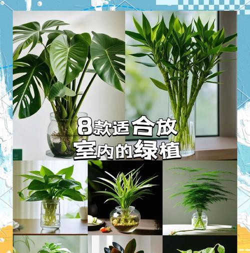 水栽植物的养护技巧是什么？