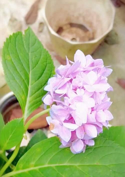 绣球花保鲜方法有哪些？