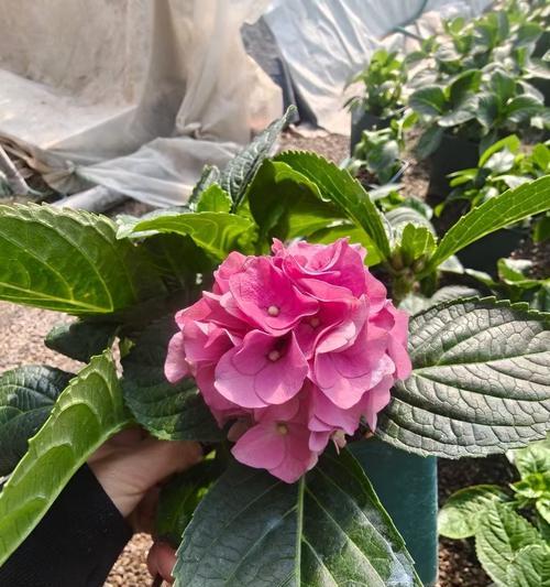 绣球花保鲜方法有哪些？