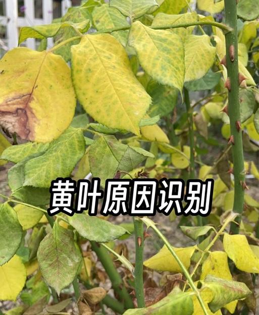 花叶子变黄的原因及处理方法？