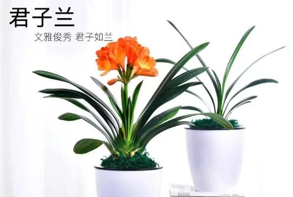 君子兰冬季养护要点是什么？如何避免冻害？