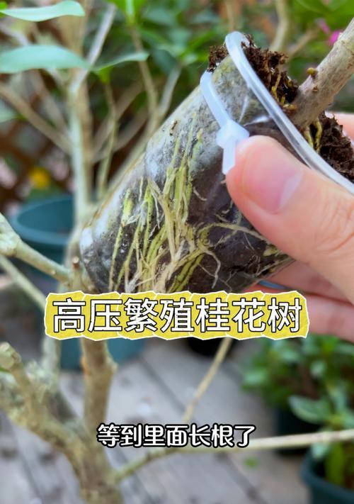 如何与桂花树和谐共处？桂花树的养护与种植技巧是什么？