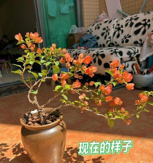 三角梅的养护方法是什么？三角梅有哪些常见问题？
