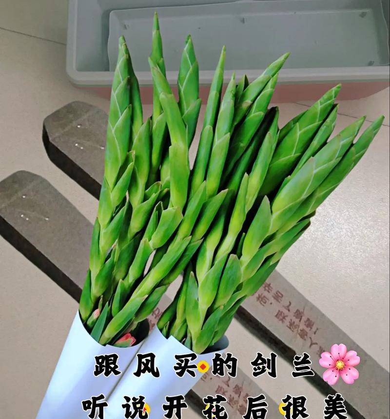 剑兰的养殖技巧和常见问题解答？