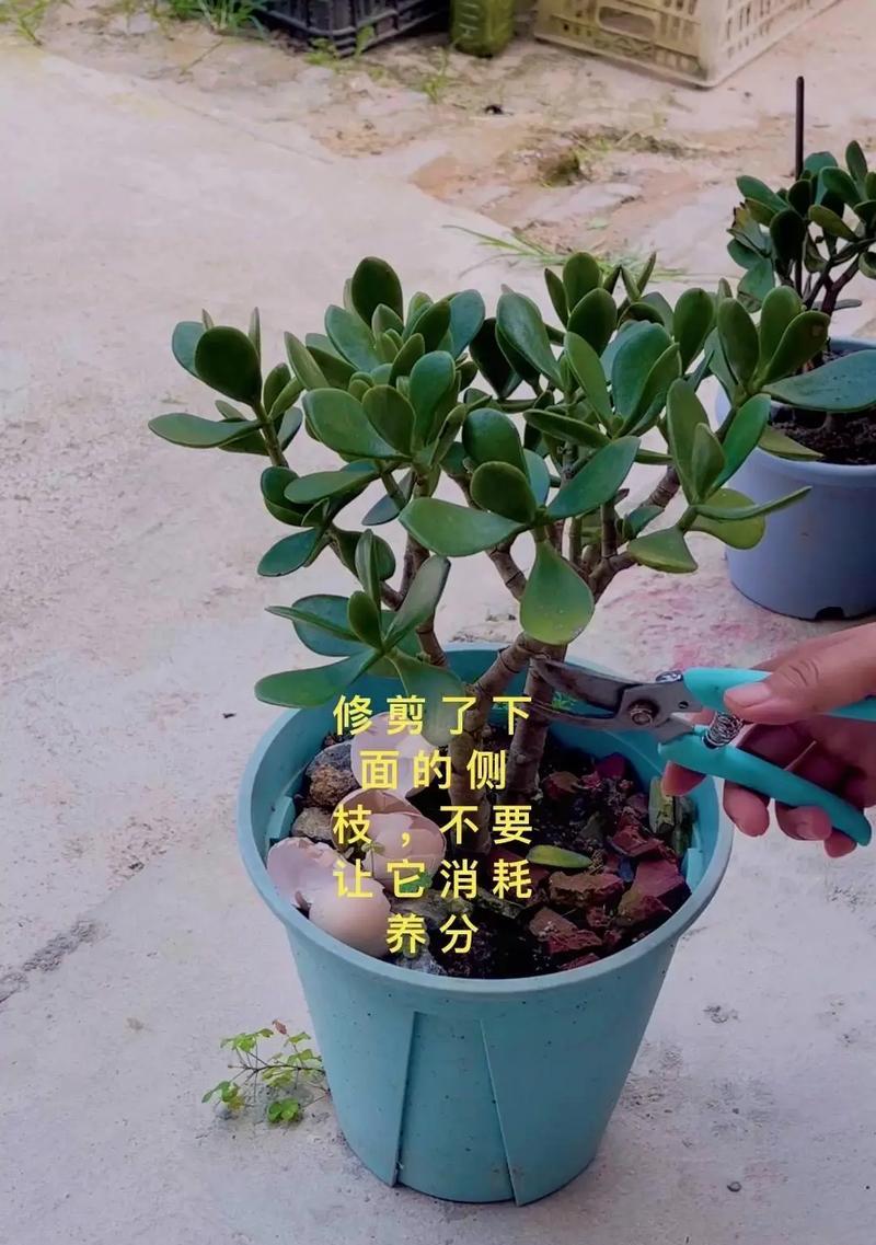 玉树浇水的正确方法是什么？