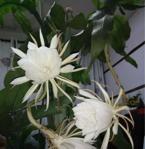 昙花养殖技巧是什么？如何正确进行昙花的养殖？