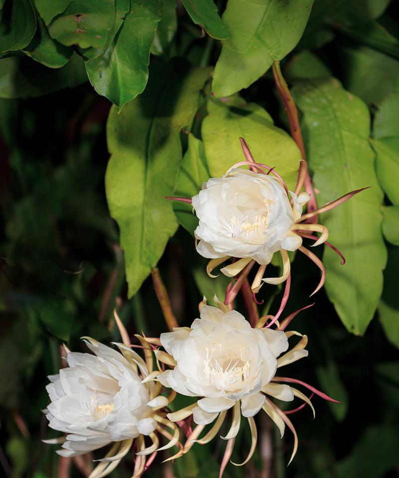 昙花养殖技巧是什么？如何正确进行昙花的养殖？