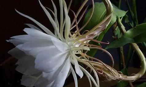 昙花养殖技巧是什么？如何正确进行昙花的养殖？