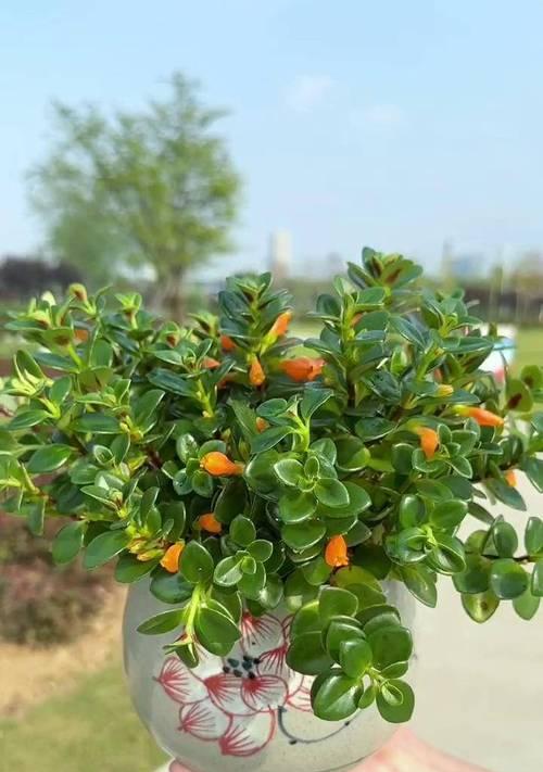 哪些植物适合水培？水培植物有哪些特点？