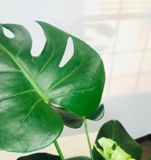 哪些植物适合水培？水培植物有哪些特点？
