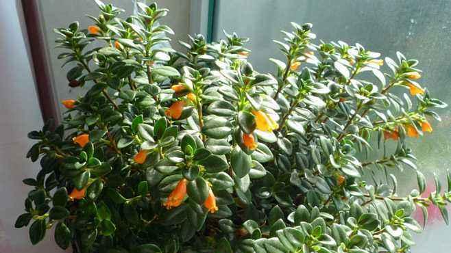 吊篮植物有哪些品种？如何选择适合悬挂的品种？