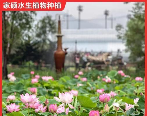 家养荷花的种植技巧有哪些？怎样才能种出美丽的荷花？