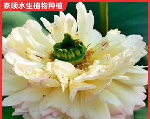 家养荷花的种植技巧有哪些？怎样才能种出美丽的荷花？