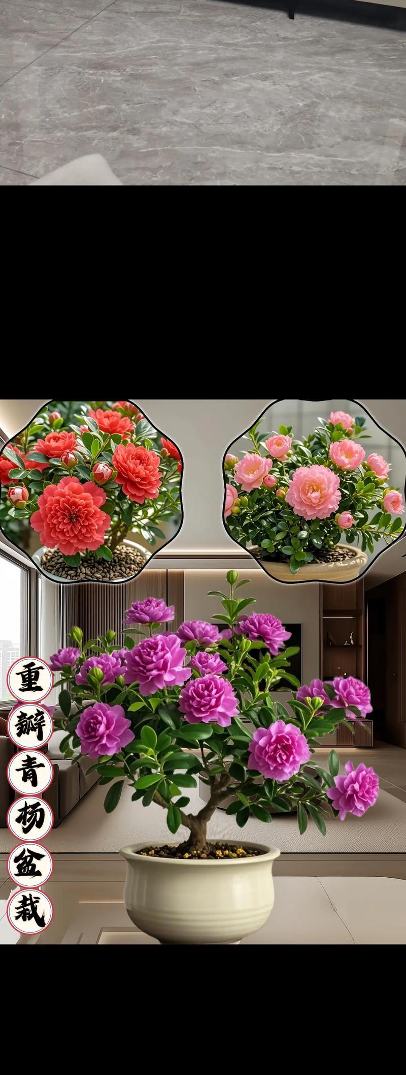 夏季盆栽花卉有哪些选择？