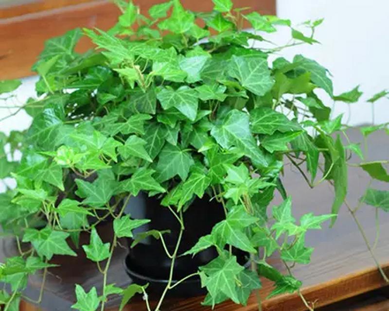 夏季盆栽花卉有哪些选择？