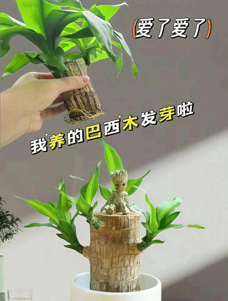 室内植物叶子脱落如何处理？