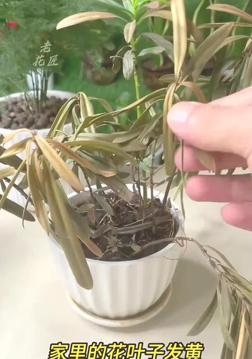 室内植物叶子脱落如何处理？