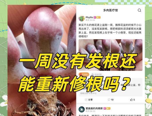 室内植物叶子脱落如何处理？