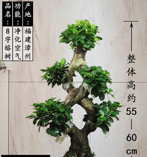 榕树造型的步骤和技巧是什么？