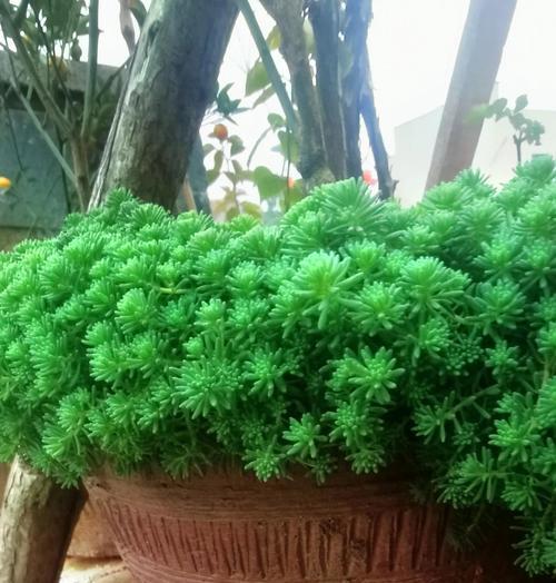 万年草有哪些品种？万年草品种间的区别是什么？