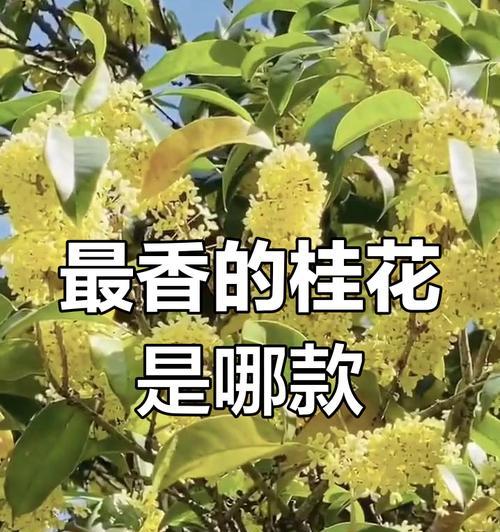 桂花品种介绍？哪种桂花最香？