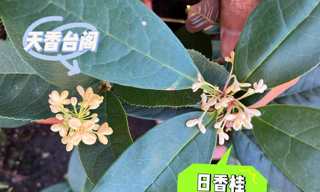 桂花品种介绍？哪种桂花最香？