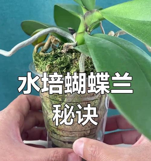 水培花有哪些品种？水培花品种的选择技巧是什么？