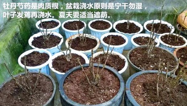 牡丹花的繁殖技巧有哪些？如何在家中成功繁殖牡丹？