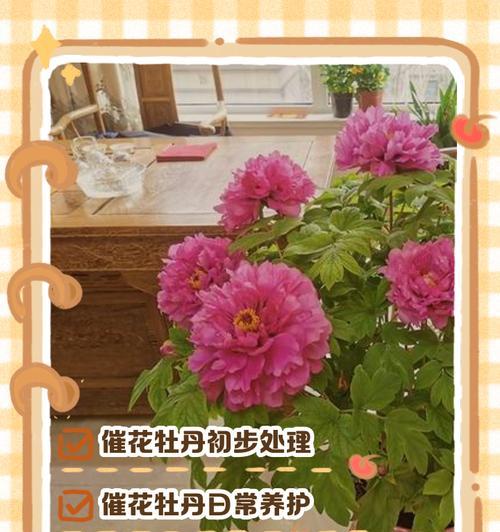 牡丹花的繁殖技巧有哪些？如何在家中成功繁殖牡丹？
