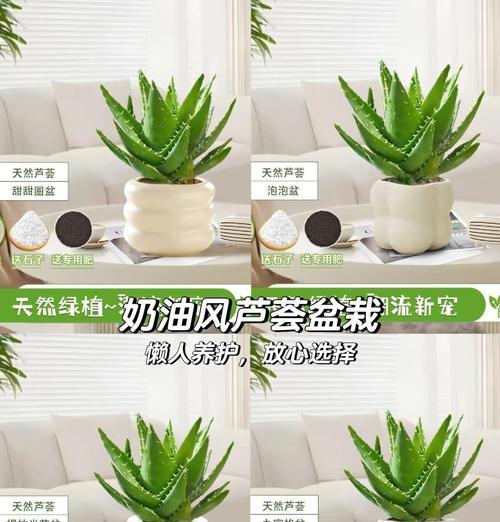 芦荟冬季养护技巧是什么？