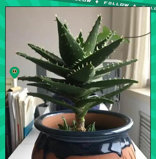 芦荟冬季养护技巧是什么？