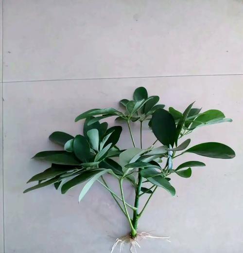 鸭脚木修剪的正确步骤是什么？