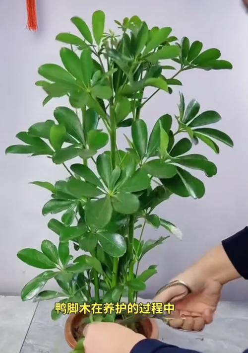 鸭脚木修剪的正确步骤是什么？